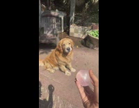 Dog catches and pops water balloon