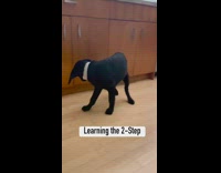 Black labrador puppy dog chases tail leash 