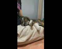 Brown puppy sleeps on lap girl floor