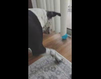 Black spotted dog tries to get blue ball from under window blinds 