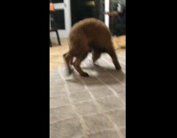 Brown puppy dog bites tail and circles 
