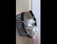 White cat in black heart shopping bag 