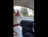 Dog excited to see dad for treat