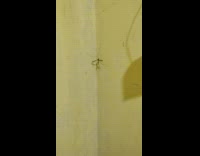 Large mosquito on corner yellow wall toilet