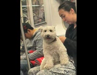 Collab WINY - Woman ride train white dog on lap
