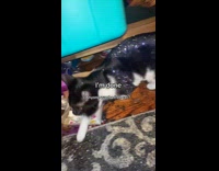 Woman caught cat rolling on glitters 