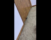 Paw of cat reaches under the door