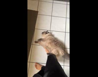 Submitter shows how different her cats are