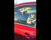Dog inside car growling at woman 