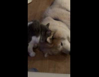 Cat loves sniffing dog sibling