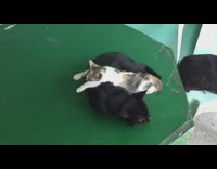 Kitten sleeps on black cat laying down 