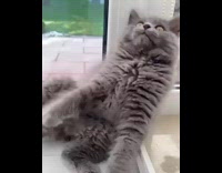 Grey kitten cat sits by glass door