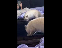 Kitten jumps off bed hits mirror fail 