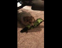 Brown and White Dog Under Chair Bites on Green Squeaking Toy