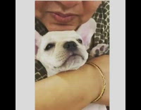 Woman rubs dogs head with her chin