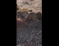 Remote controlled stump grinder machine tree sticks