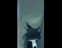 Mosquitos swarming mans car