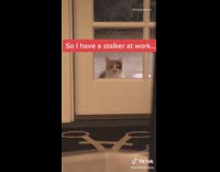 Girl stalker at work black brown cat 