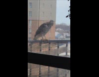 Bird on the balcony chirps near window