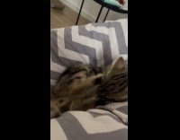 Cat plays on cat bed attacks filmer