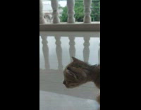 Pet kitten cat follows the foot of its owner on the balcony