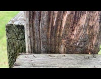 Ants in wood freezes when being blown