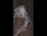 White cat lays under grey rug 