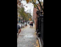Collab winy - Teddy bear couple walks around the street