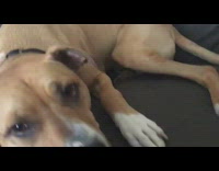 Guy take bone toy from dog woman shout