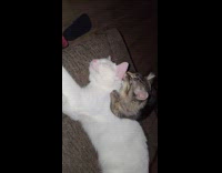 Tabby cat hold lick white cat ear