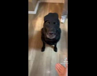 Collab BitchMP - Black dog on floor puts on beanie ski mask