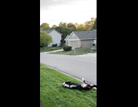 Dog on leash rolls on the grass