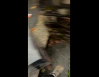 Man slips delivering and jumping over puddle