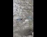 Broken blue scooter on the beach rocks shore