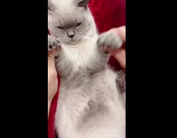 Girl moves paws makes grey cat dance 