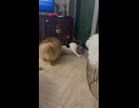 Dog shocked reaction to other dog wanting to mate