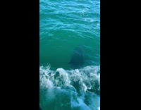 Dolphins swim around woman on jet ski