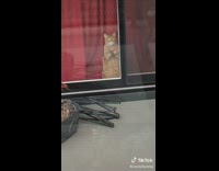 Two cats stare at each other window 