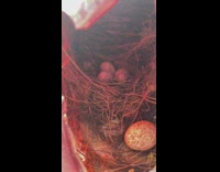 Bird nest eggs inside car broken lights