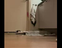 Two kittens play with bath mat 