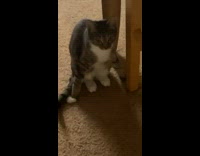 Cat sitting under table arms apart