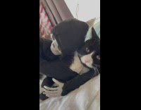 Halloween skeleton toy around black and white cat