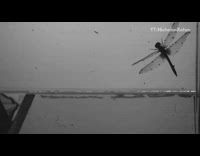 Dragonfly flies through wind tunnel slow motion