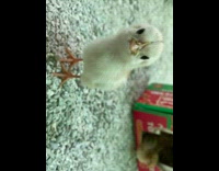 Baby chicken chirps pecks camera with beak 