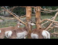 Antelopes Licks Sweet Sap from Tree Bark