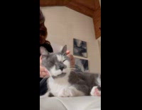 Collab PLC - Woman black shirt massage head of grey white cat