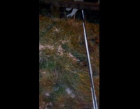 Man struggles to get dog out of paddock