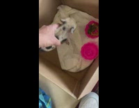 Guy picks up baby piglet and puts back in box