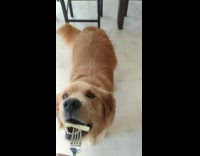 Pet dog sniff and eats the fries on the fork