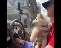 Guy holding brown puppy drives convertible car 